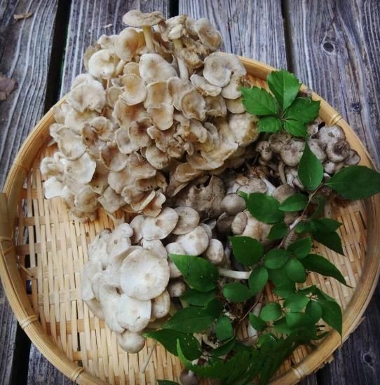 天然 千本しめじ しゃかしめじ 飛騨高山の天然山菜通販 販売サイト さるぼぼ山菜便 天然 千本しめじ しゃかしめじ 飛騨高山の天然山菜通販 販売サイト さるぼぼ山菜便