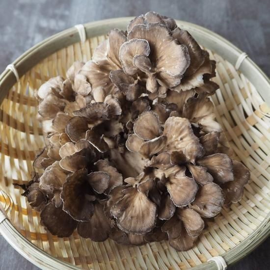 天然 舞茸 飛騨高山の天然山菜通販 販売サイト さるぼぼ山菜便 天然 舞茸 飛騨高山の天然山菜通販 販売サイト さるぼぼ山菜便