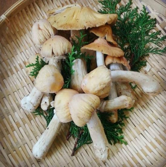 天然 ショウゲンジ たいこのばち 飛騨高山の天然山菜通販 販売サイト さるぼぼ山菜便 天然 ショウゲンジ たいこのばち 飛騨高山の天然山菜通販 販売サイト さるぼぼ山菜便