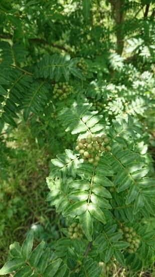 実山椒 花山椒 木の芽 - 飛騨高山の天然山菜通販・販売サイト 実山椒 花山椒 木の芽 - 飛騨高山の天然山菜通販・販売サイト