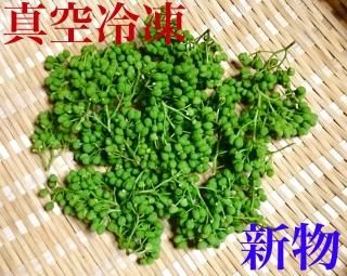 実山椒 花山椒 木の芽 - 飛騨高山の天然山菜通販・販売サイト 実山椒 花山椒 木の芽 - 飛騨高山の天然山菜通販・販売サイト