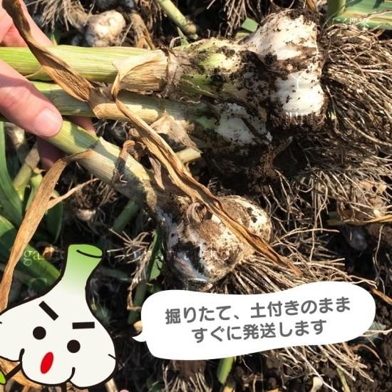 楽天市場】新潟県産 にんにく 1kg 選べる M〜Lサイズ （13〜20玉