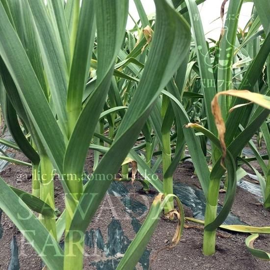 【わー】2L以上20kg｜農家直送・風干し半乾燥にんにく（土付き根付き） みのり農園の乾燥にんにく 1kg ／ニンニク にんにく 乾燥