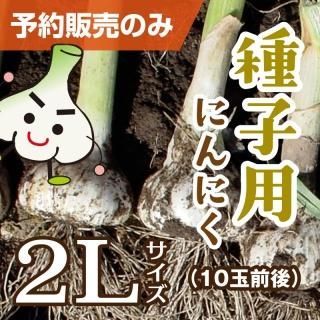 種子用にんにく - たっこにんにく直営販売店 沢田ファーム