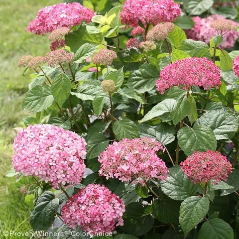 【蕾沢山】ピンクのアナベル2 アメリカ紫陽花 蕾沢山】ピンクのアナベル2 アメリカ紫陽花