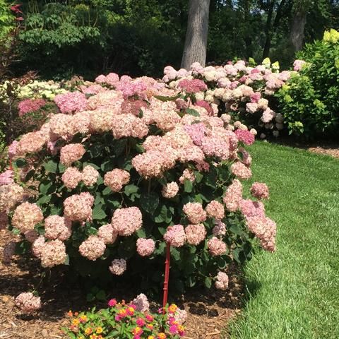 【蕾沢山】ピンクのアナベル2 アメリカ紫陽花 アナベル(アメリカあじさい) | PROVEN WINNERS (PW)【植物の国際