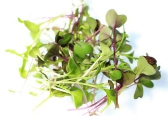 マイクログリーン マイルドミックス マイクログリーンの種ーposh Seeds マイクログリーン マイルドミックス マイクログリーンの種ーposh Seeds