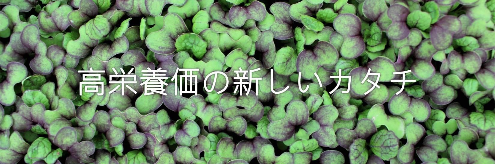 マイクログリーンの種ーposh Seeds