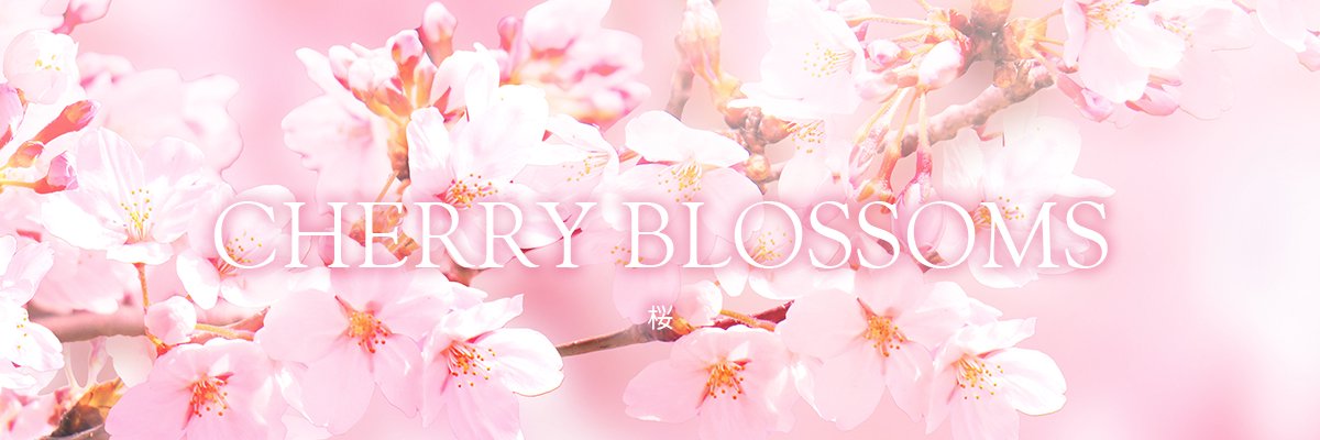 CHERRY BLOSSOMS 桜