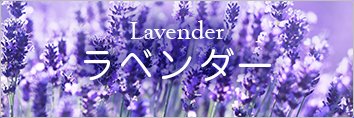 Lavender ラベンダー