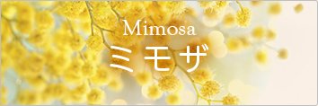 Mimosa ミモザ