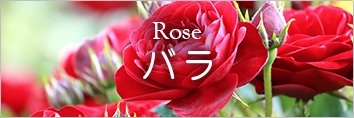 Rose バラ