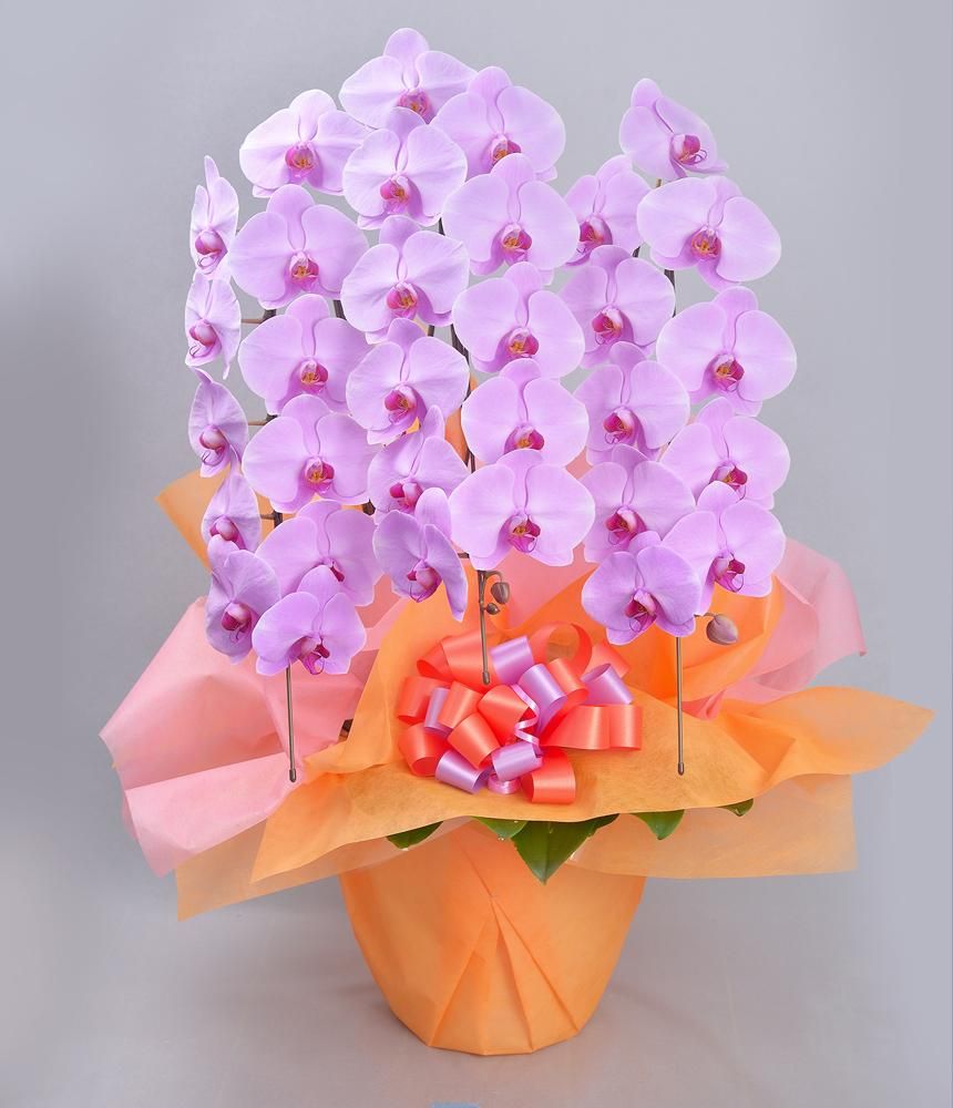 楽天市場】スワロフスキー 蘭 オーキッド ピンク 花 L ラージ