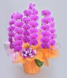 <img class='new_mark_img1' src='https://img.shop-pro.jp/img/new/icons65.gif' style='border:none;display:inline;margin:0px;padding:0px;width:auto;' />ԥɡեХ֥꡼ԥ3Ω ĳ