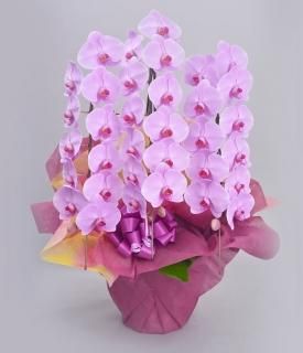 北島園芸さんオリジナル