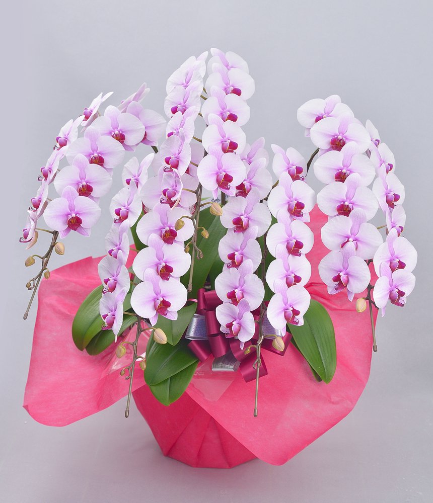 phal 胡蝶蘭 サクラ5L 5F-