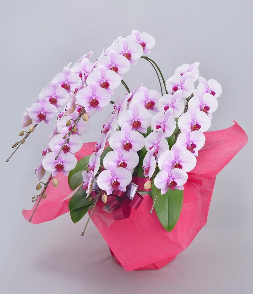 ミディ》桜姫5本立ち 胡蝶蘭 - 《生産者 直販》 胡蝶蘭のギフト