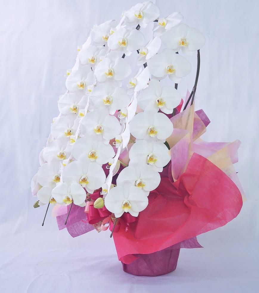 胡蝶蘭様 キング》ホワイト3本立ち 胡蝶蘭 - 《生産者 直販》 胡蝶蘭の