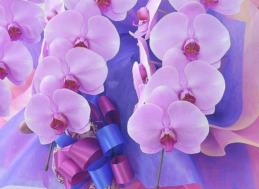 キング》ソフトピンク3本立ち 胡蝶蘭 - 《生産者 直販》 胡蝶蘭