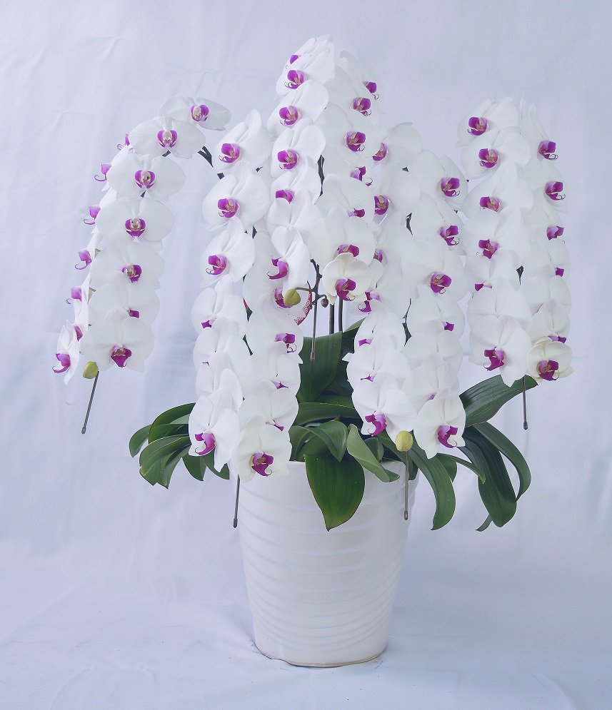 ラウンド 胡蝶蘭M5F/白赤（造花） 光触媒 母の日 高70×幅40 花・観葉植物
