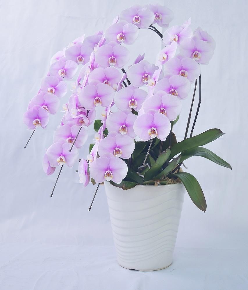 専用　ピンク胡蝶蘭5本立ち　クレイフラワー Orchid Grace（胡蝶蘭ピンク5本立）｜花鉢-ゴトウフローリスト