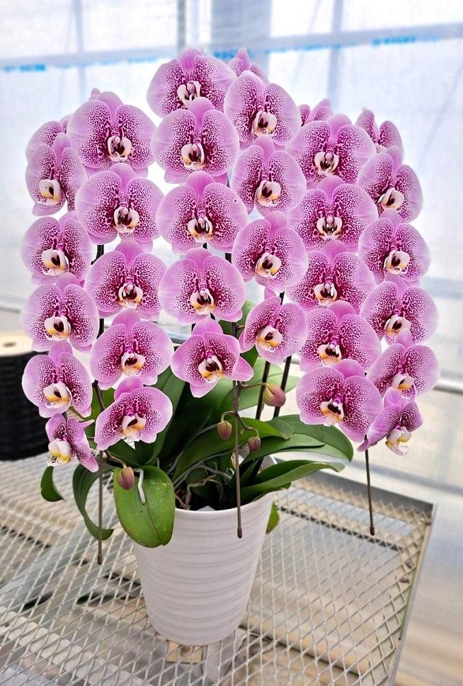 光触媒 人工観葉植物 ウォールグリーン フェイクグリーン リアル