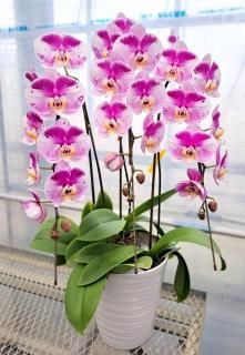 <img class='new_mark_img1' src='https://img.shop-pro.jp/img/new/icons30.gif' style='border:none;display:inline;margin:0px;padding:0px;width:auto;' />ԥΡޥեԥ󥯥ѥ3Ω ĳ