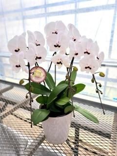 <img class='new_mark_img1' src='https://img.shop-pro.jp/img/new/icons14.gif' style='border:none;display:inline;margin:0px;padding:0px;width:auto;' />ԥߥǥAZUKI3Ω ĳ