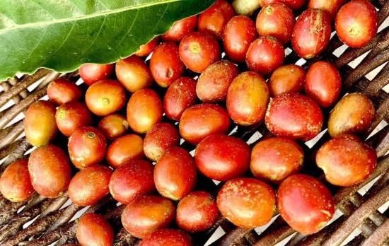 2022年JBrC1位】323 Colmbia Mikava La Flor Geisha 100g コロンビア