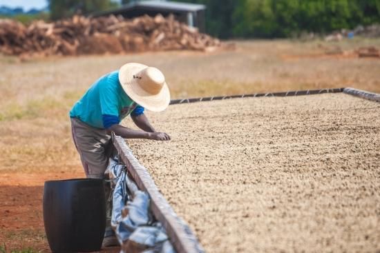 単独落札】 328 Brazil Daterra Masterpiece#4 ブラジル