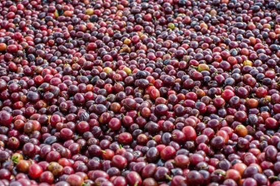 単独落札】 328 Brazil Daterra Masterpiece#4 ブラジル
