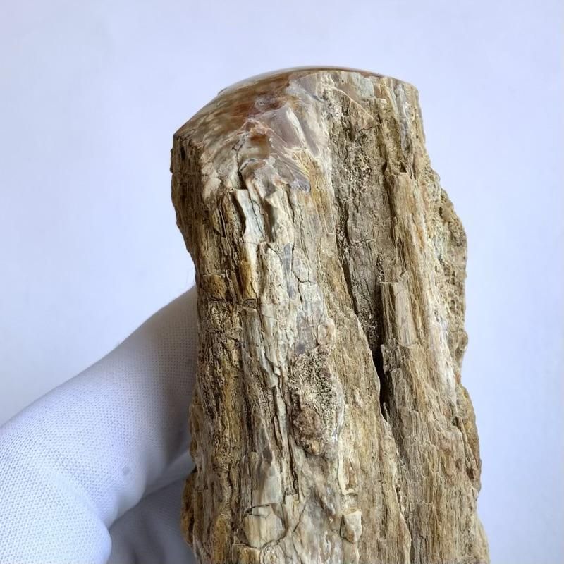 珪化木 】 けいかぼく 天然石 化石 石化 樹木 酸化ケイ素 珪化木 】 けいかぼく 天然石 化石 石化 樹木 酸化ケイ素
