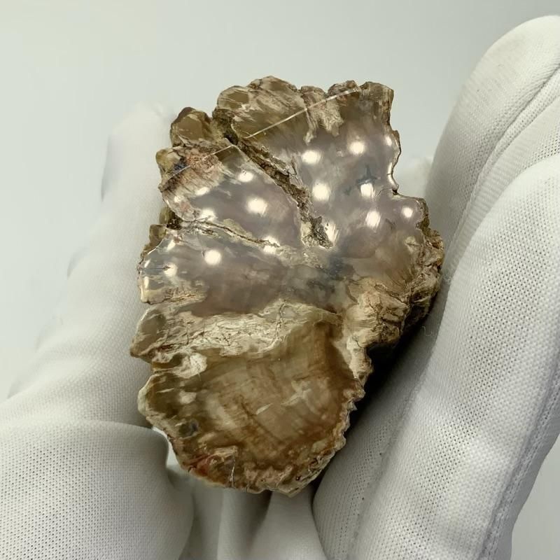 珪化木 】 けいかぼく 天然石 化石 石化 樹木 酸化ケイ素