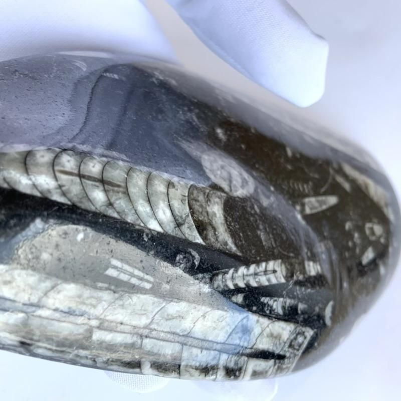 オルソセラス 化石 】 直角貝 古代海底 オルドビス紀 古生代 オルソセラス 化石 】 直角貝 古代海底 オルドビス紀 古生代