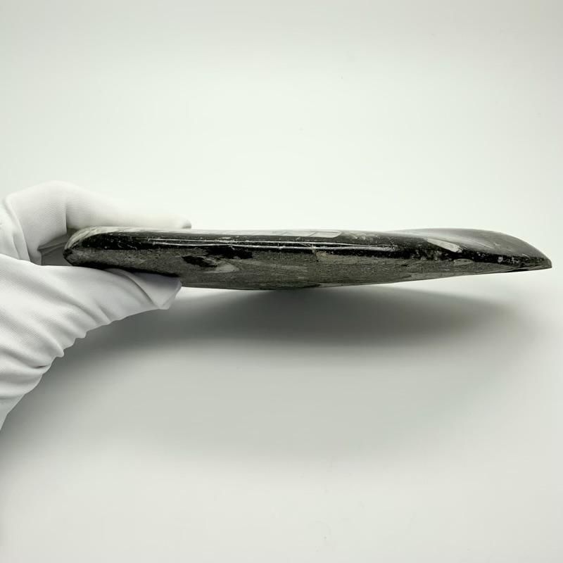 オルソセラス 化石 】 直角貝 古代海底 オルドビス紀 古生代