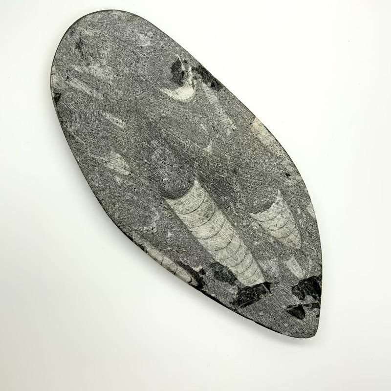 オルソセラス 化石 】 直角貝 古代海底 オルドビス紀 古生代 オルソセラス 化石 】 直角貝 古代海底 オルドビス紀 古生代