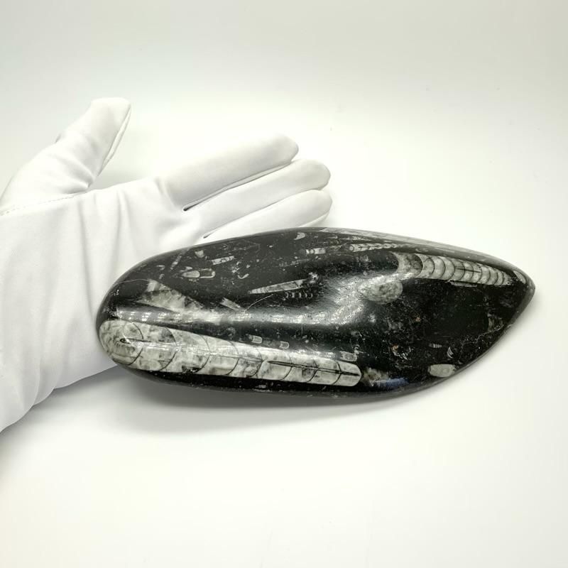 オルソセラス 化石 】 直角貝 古代海底 オルドビス紀 古生代