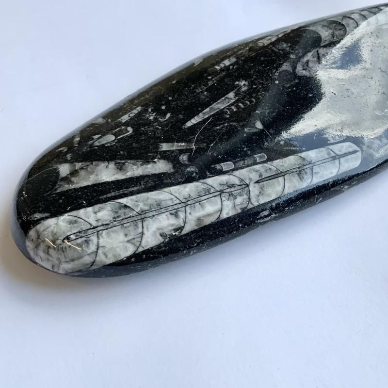 オルソセラス 化石 】 直角貝 古代海底 オルドビス紀 古生代 オルソセラス 化石 】 直角貝 古代海底 オルドビス紀 古生代