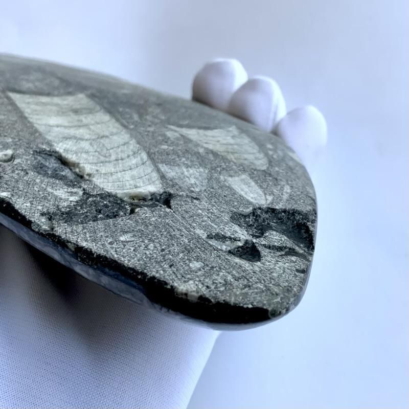 オルソセラス 化石 】 直角貝 古代海底 オルドビス紀 古生代 オルソセラス 化石 】 直角貝 古代海底 オルドビス紀 古生代