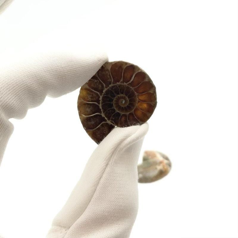 アンモナイト 化石 】 古代海底 デボン紀 古生代 オウムガイ アンモナイト 化石 】 古代海底 デボン紀 古生代 オウムガイ