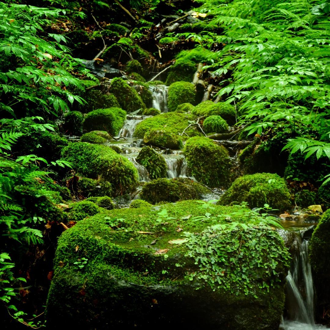 白神山地から湧き出す天然水