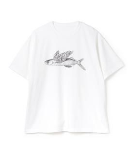 American Cotton 
