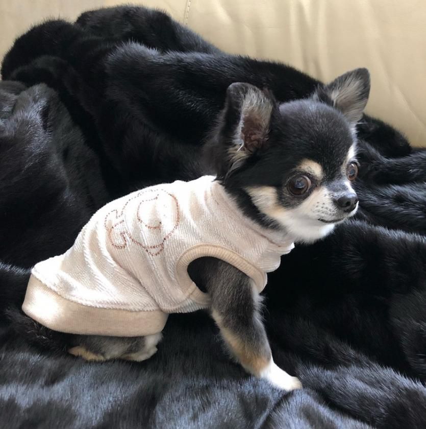 Sweet To Town ラグジュアリーウェア ホワイト Inu To Town Online Shop 犬とタウン オンラインショップ Sweet To Town ラグジュアリーウェア ホワイト Inu To Town Online Shop 犬とタウン オンラインショップ