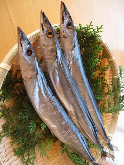 さんま丸干し 1本入り 干物 するめ お造り 貝類 珍味のことなら天然物専門店もとや