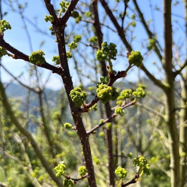 新物】花山椒(生) 通販・お取り寄せ | 高級佃煮専門店 さん志ょ 新物】花山椒(生) 通販・お取り寄せ | 高級佃煮専門店 さん志ょ