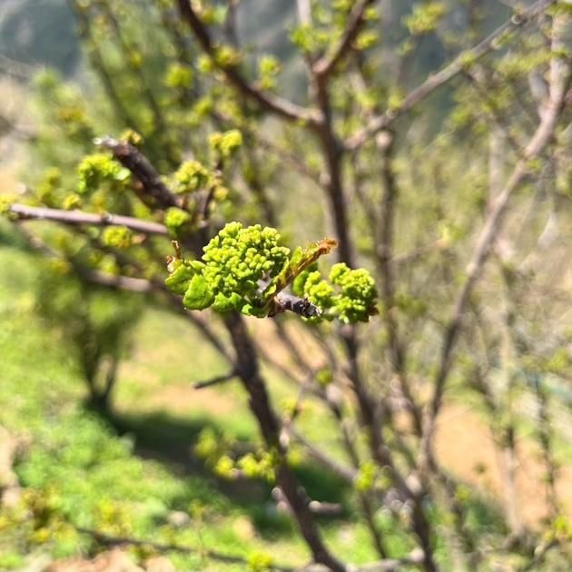 新物】花山椒(生) 通販・お取り寄せ | 高級佃煮専門店 さん志ょ 新物】花山椒(生) 通販・お取り寄せ | 高級佃煮専門店 さん志ょ