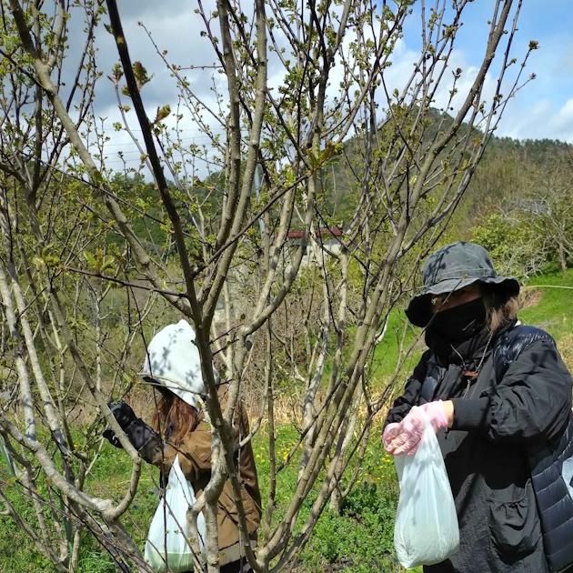 新物】花山椒(生) 通販・お取り寄せ | 高級佃煮専門店 さん志ょ 新物】花山椒(生) 通販・お取り寄せ | 高級佃煮専門店 さん志ょ