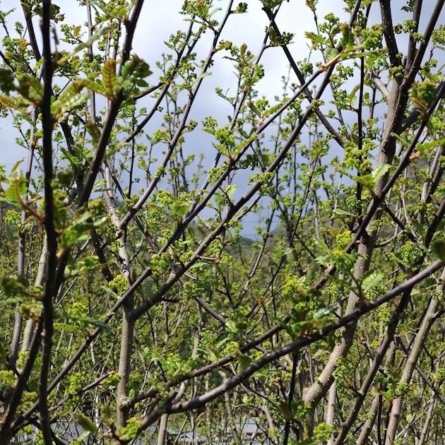 新物】花山椒(生) 通販・お取り寄せ | 高級佃煮専門店 さん志ょ 新物】花山椒(生) 通販・お取り寄せ | 高級佃煮専門店 さん志ょ