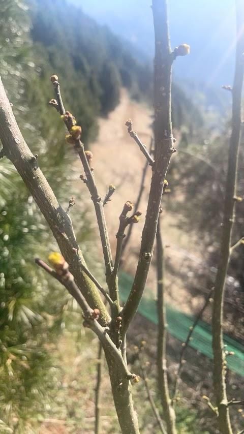 新物】花山椒(生) 通販・お取り寄せ | 高級佃煮専門店 さん志ょ 新物】花山椒(生) 通販・お取り寄せ | 高級佃煮専門店 さん志ょ