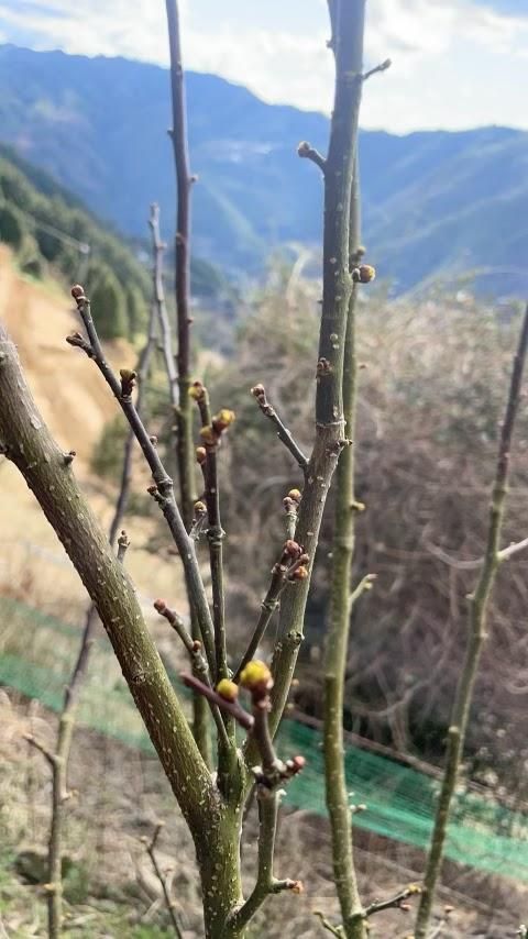 新物】花山椒(生) 通販・お取り寄せ | 高級佃煮専門店 さん志ょ 新物】花山椒(生) 通販・お取り寄せ | 高級佃煮専門店 さん志ょ